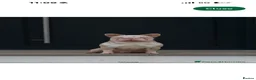 French Bulldog dogs for sale: Two caramel pink husky frenchies  - Advert 13