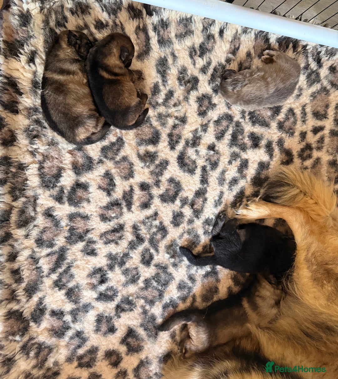 German Shepherd dogs for sale: 5 health tested kc reg German shepherd pups - Image 2