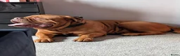 Dogue De Bordeaux dogs for sale: Thor and storm  in Mauchline - Advert 10