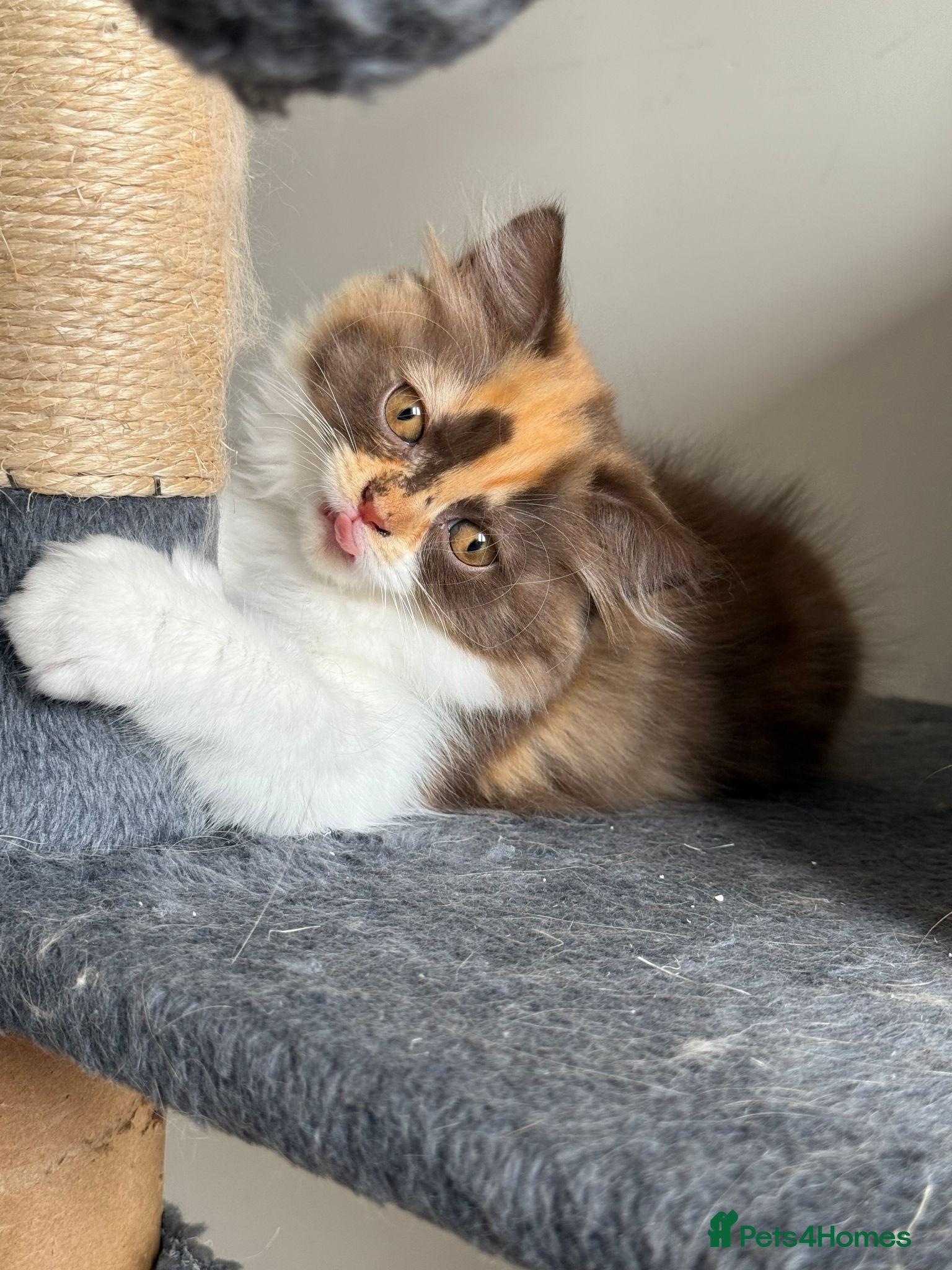 British Longhair cats Available now British Longhair kittens - TICA  - Advert 2