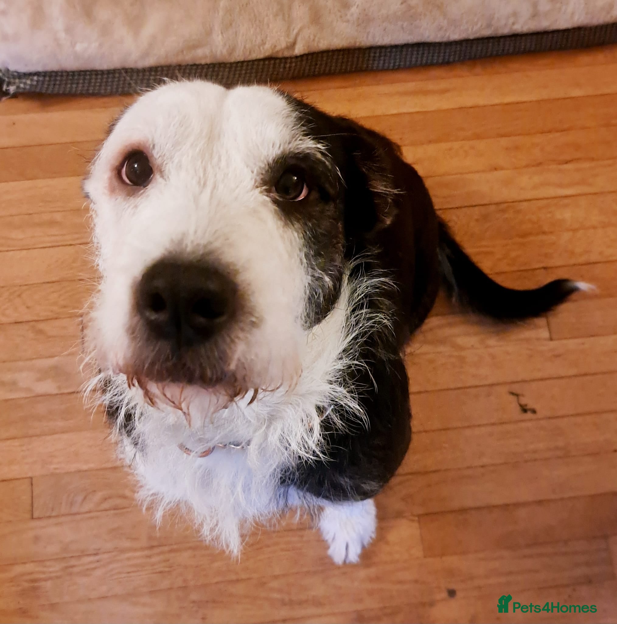 Mixed Breed dogs for sale: 2 yr old female Bulldog/Old English Sheepdog Mix - Advert 1