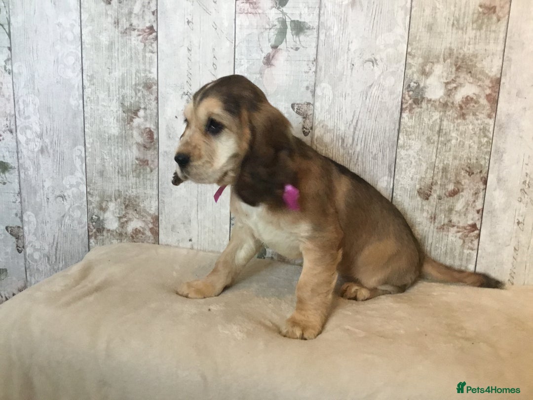 Mixed Breed dogs for sale: Adorable/ Social/Confident Cockalier pups - Advert 4