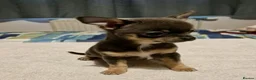 Chihuahua dogs for sale: KC registered Chihuahua  in Edinburgh - Advert 9