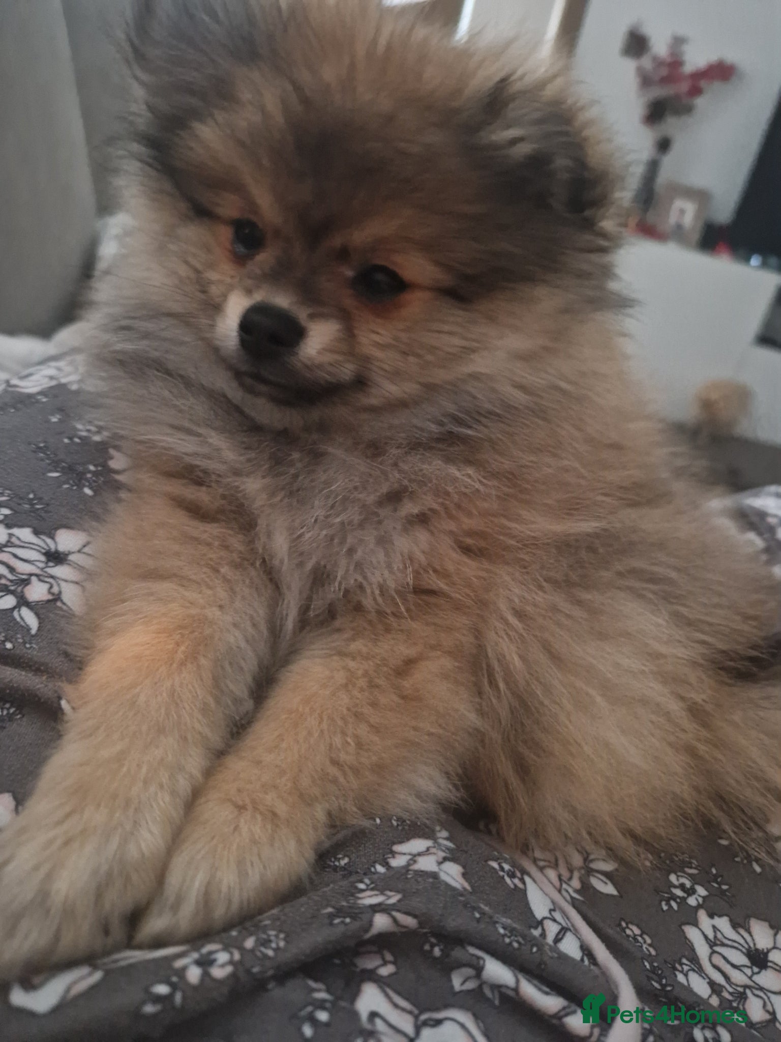 Pomeranian dogs Small Beautiful Pomeranian Puppies Ready Now  - Advert 1