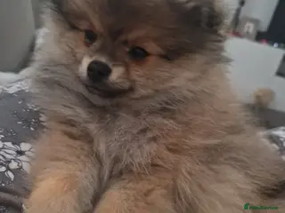 Pomeranian dogs Small Beautiful Pomeranian Puppies Ready Now - Advert 1