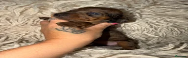 Miniature Dachshund 4