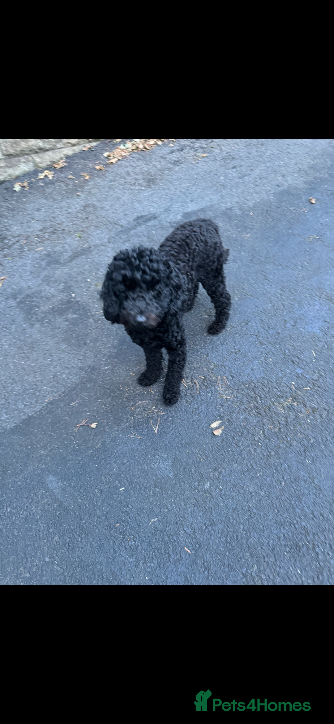 Miniature Poodle dogs for sale: beautiful miniature poodles  - Advert 16