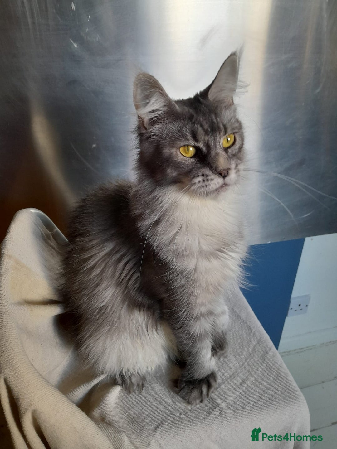 Maine Coon cats for sale: black silver ticked polydactyl girl MaineCoon TICA - Advert 3