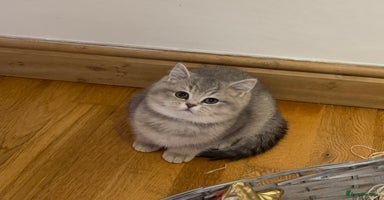 British Shorthair cats 3 GCCF British Shorthair Kittens– Champion Lines - Advert 7