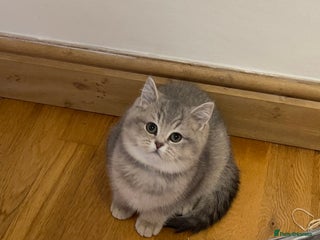 British Shorthair cats 3 GCCF British Shorthair Kittens– Champion Lines - Advert 5