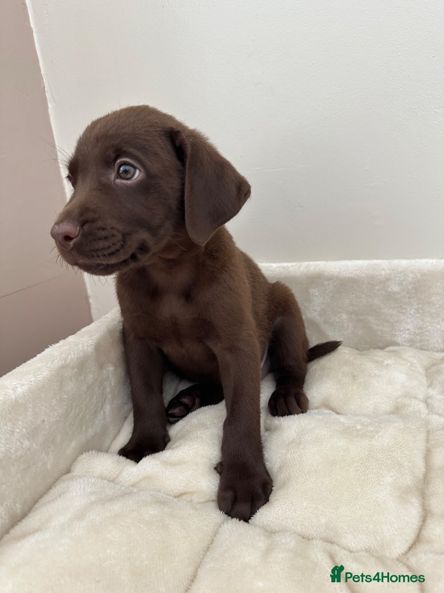 Labrador Retriever dogs Chocolate Labrador Puppies - Advert 1