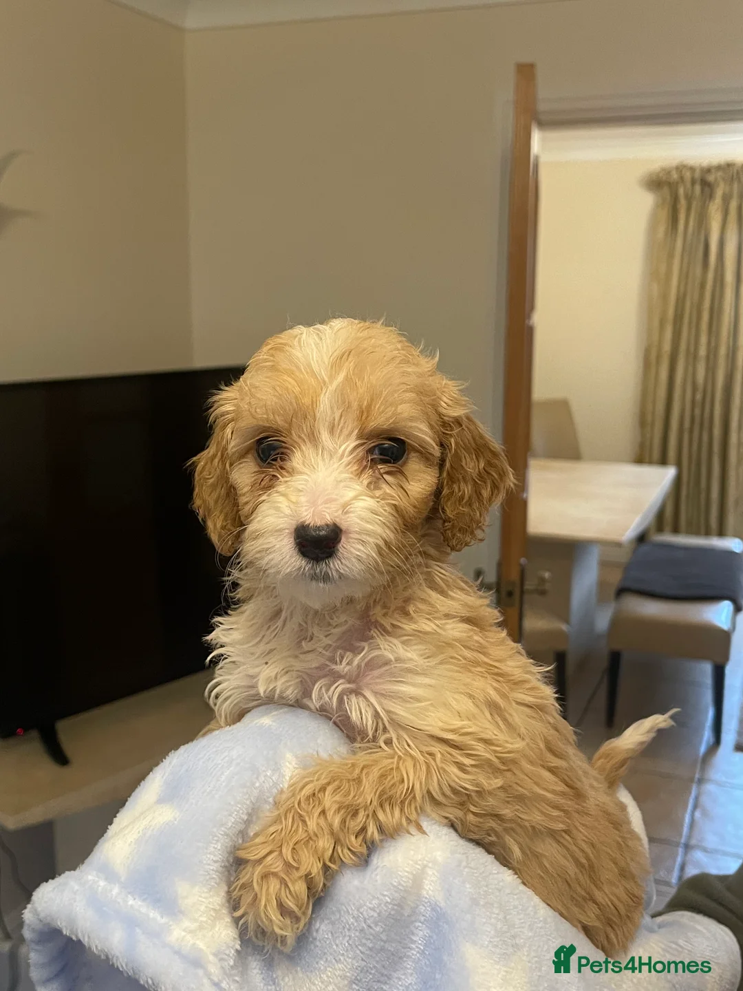 Cockapoo dogs for sale:  Cockapoo Puppies Ready for Loving Homes  - Advert 5