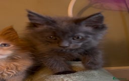 Maine Coon cats for sale: Pedigree Maine coon kittens READY NOW - Image 13