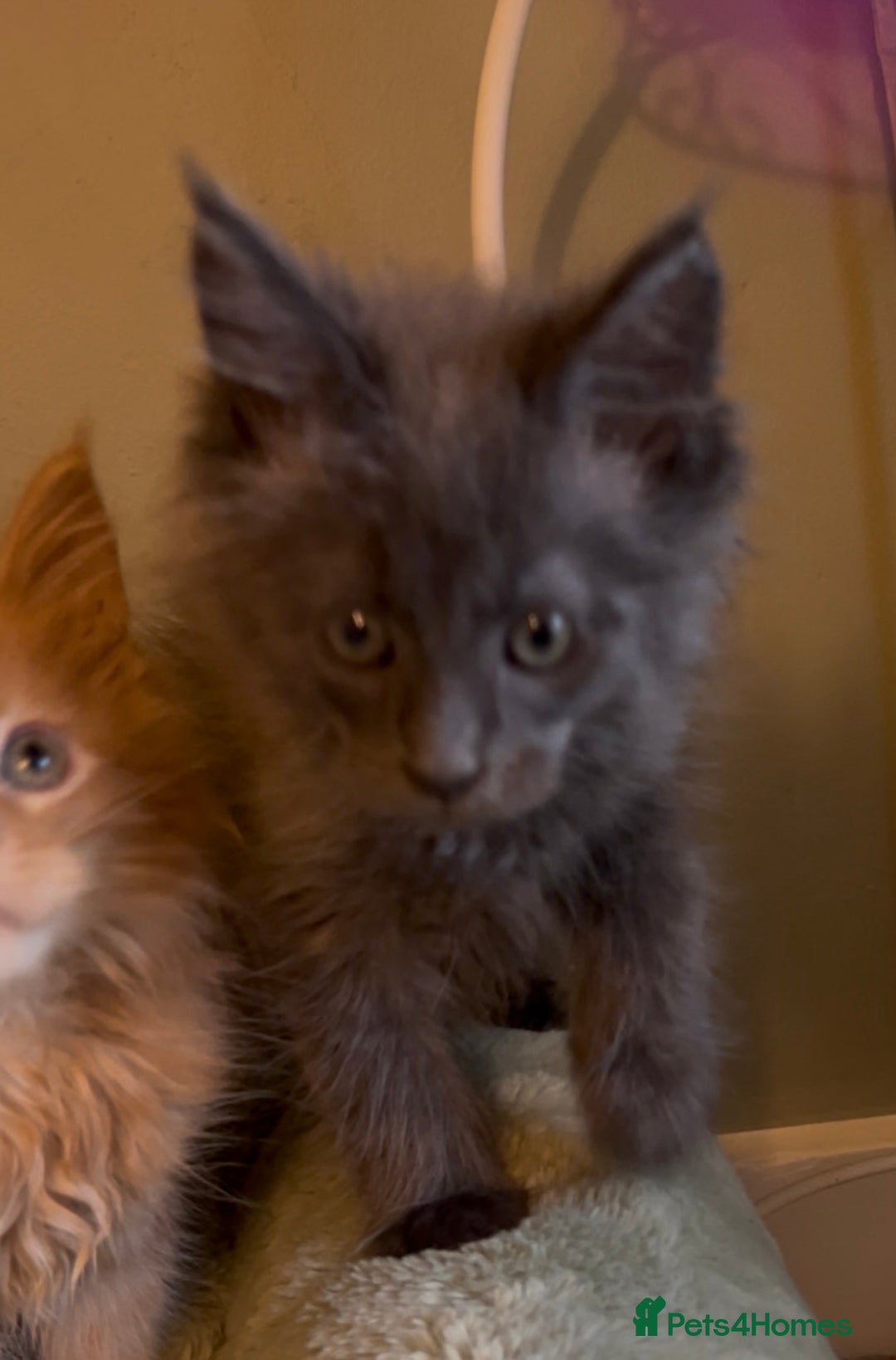 Maine Coon cats for sale: Pedigree Maine coon kittens READY NOW - Image 13