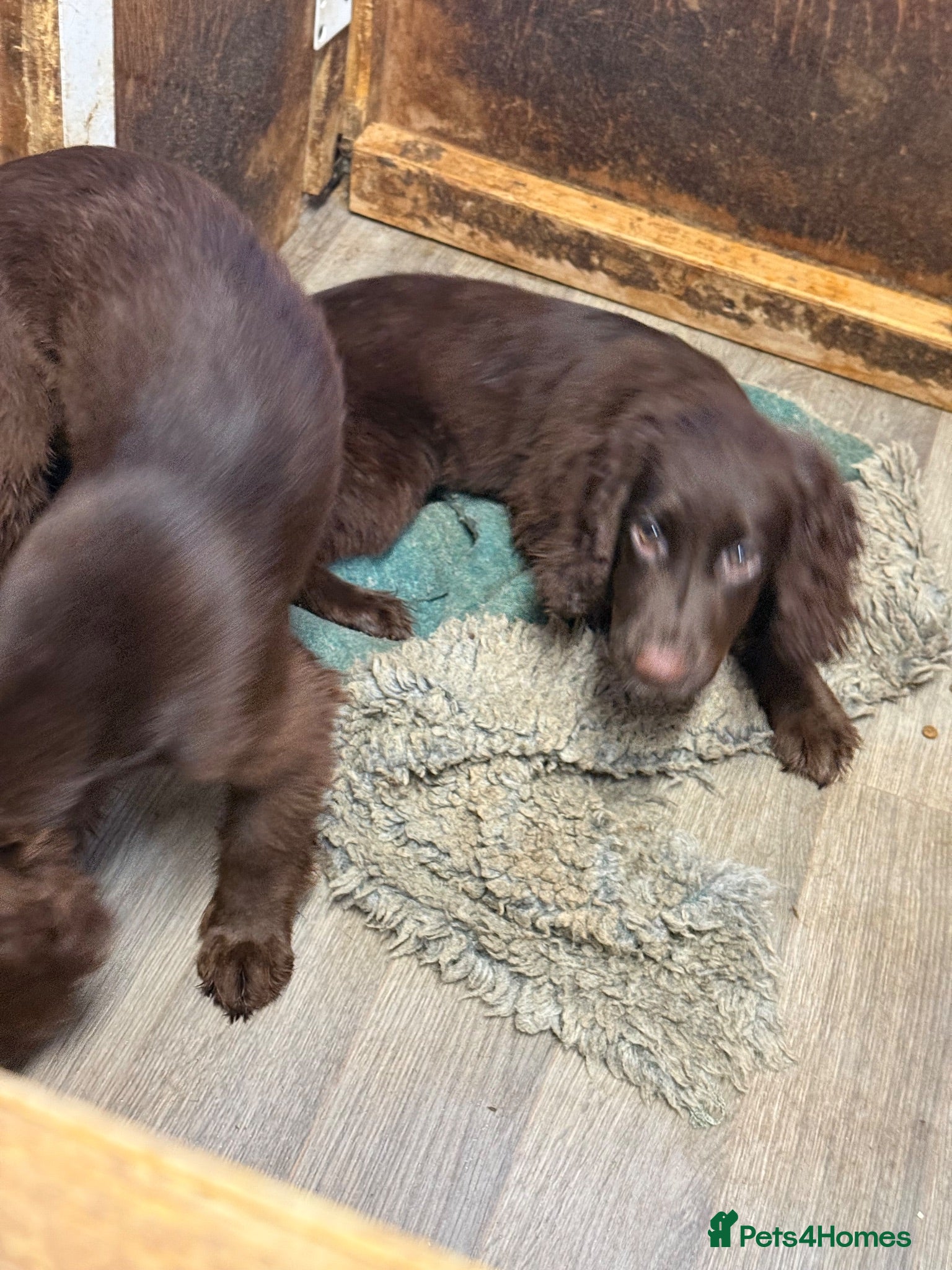 Cocker Spaniel dogs 1 dog left - Advert 1