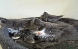 Mixed Breed cats for sale: 5 cute blue and blue&white long-haired kittens - Image 7