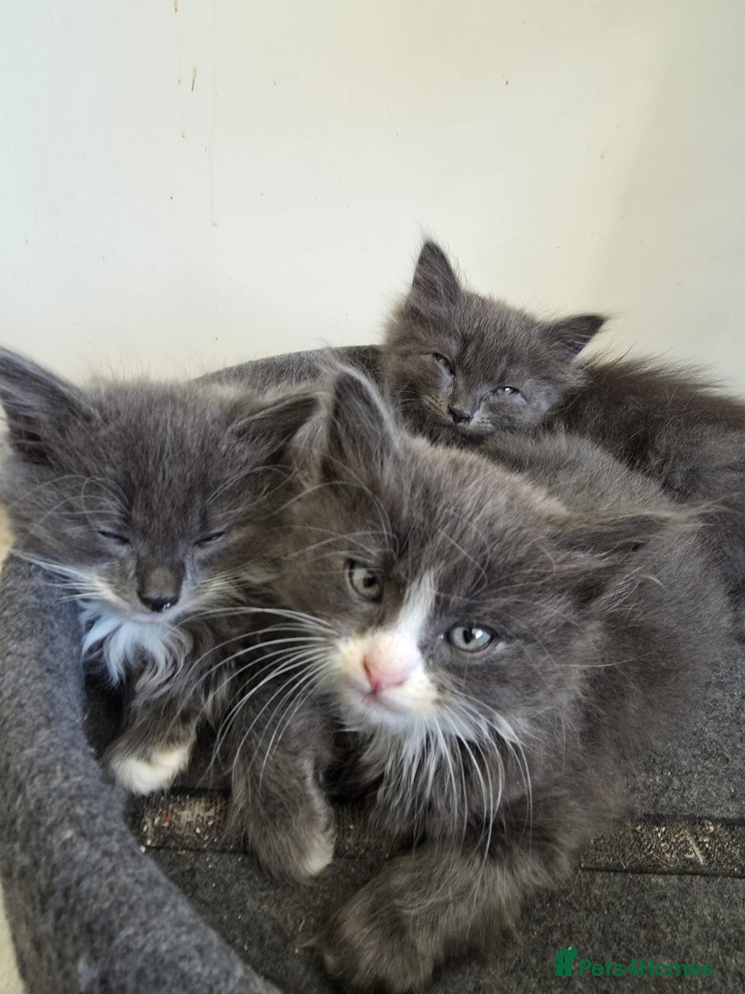 Mixed Breed cats for sale: 5 cute blue and blue&white long-haired kittens - Image 7