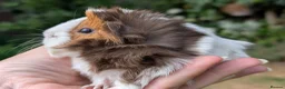 Guinea Pig rodents for sale: Gorgeous Guinea pig pups - Advert 3