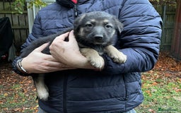 German Shepherd dogs for sale: German Shepherd pups - Image 27