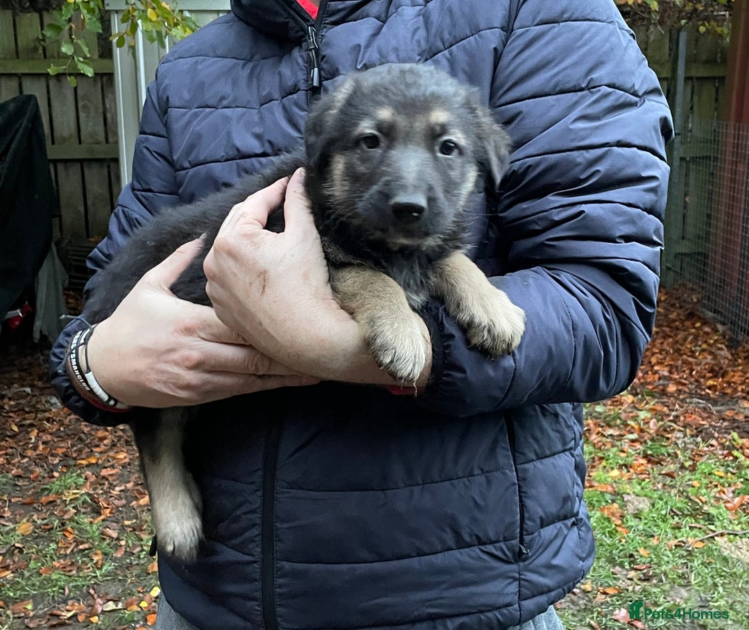 German Shepherd dogs for sale: German Shepherd pups - Image 27