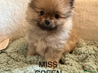 Pomeranian dogs Beautiful quality health checked Pomeranian girls - Advert 6
