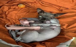 Sphynx cats for sale: male sphynx  - Image 5