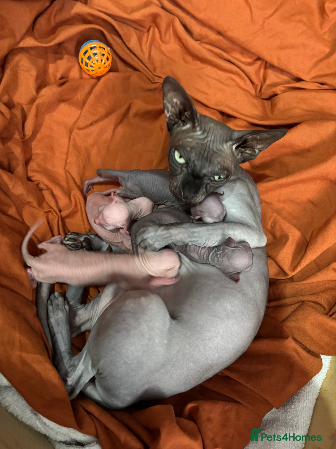 Sphynx cats for sale: male sphynx  - Image 5