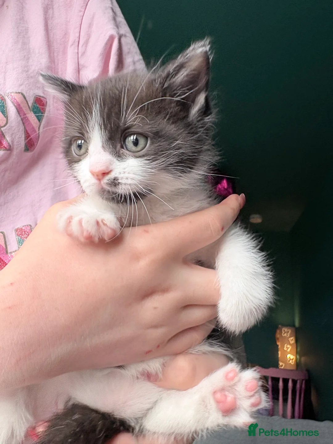 Ragdoll cats for sale: Ragdoll Cross Kittens  - Advert 2