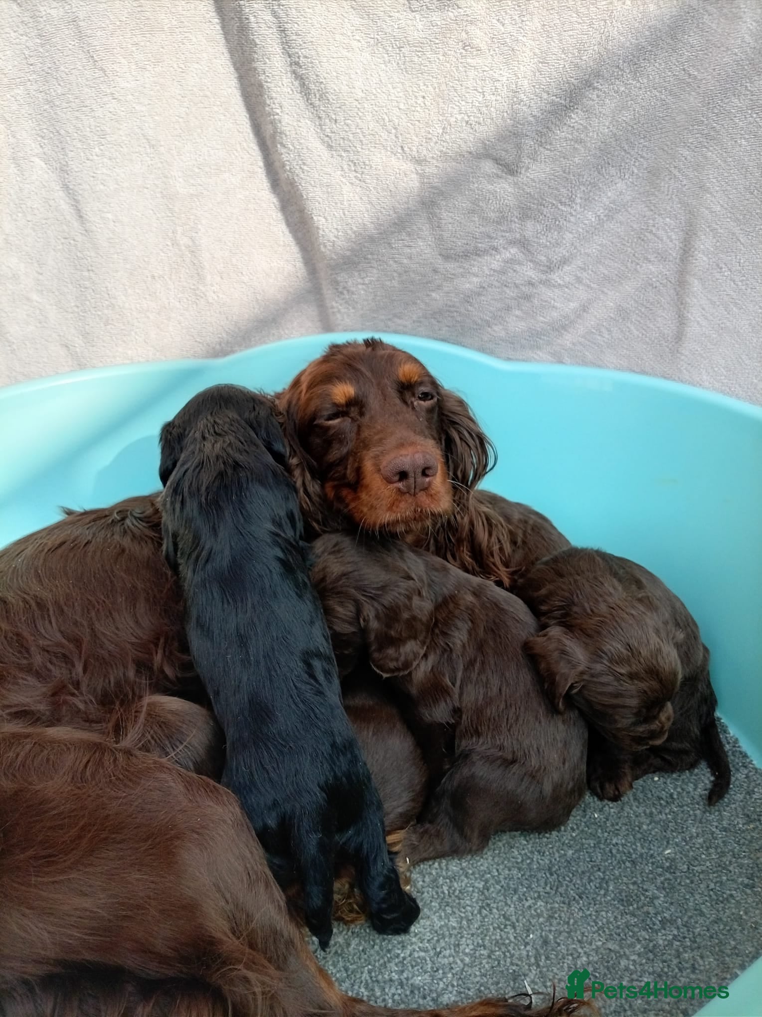 Cocker Spaniel dogs DNA tested cocker spaniels - Advert 5