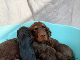 Cocker Spaniel dogs DNA tested cocker spaniels - Advert 5