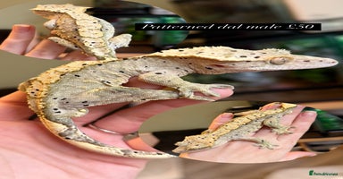 Gecko reptiles Various Crested geckos available! - Advert 7