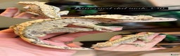 Gecko reptiles for sale: Various Crested geckos available! - Advert 2