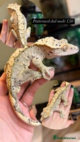 Gecko reptiles Various Crested geckos available! - Advert 9