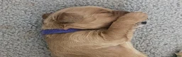 Goldendoodle dogs for sale: F1B Golden doodle Puppies  - Advert 18