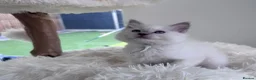 Ragdoll cats for sale: ✨ Beautiful GCCF Registered Ragdoll Kittens ✨ - Advert 22