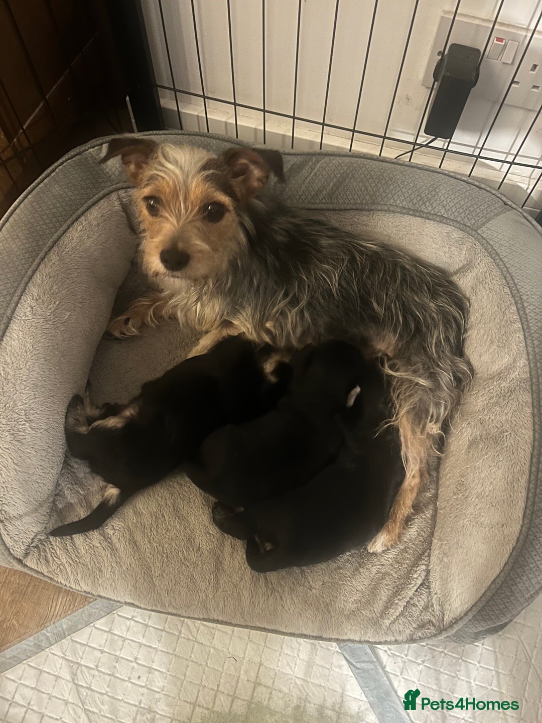 Mixed Breed dogs for sale: Schnorkie puppies - pedigree Schnauzer Dad - Advert 16