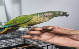 Conures birds for sale: tame green chick conure  - Image 3