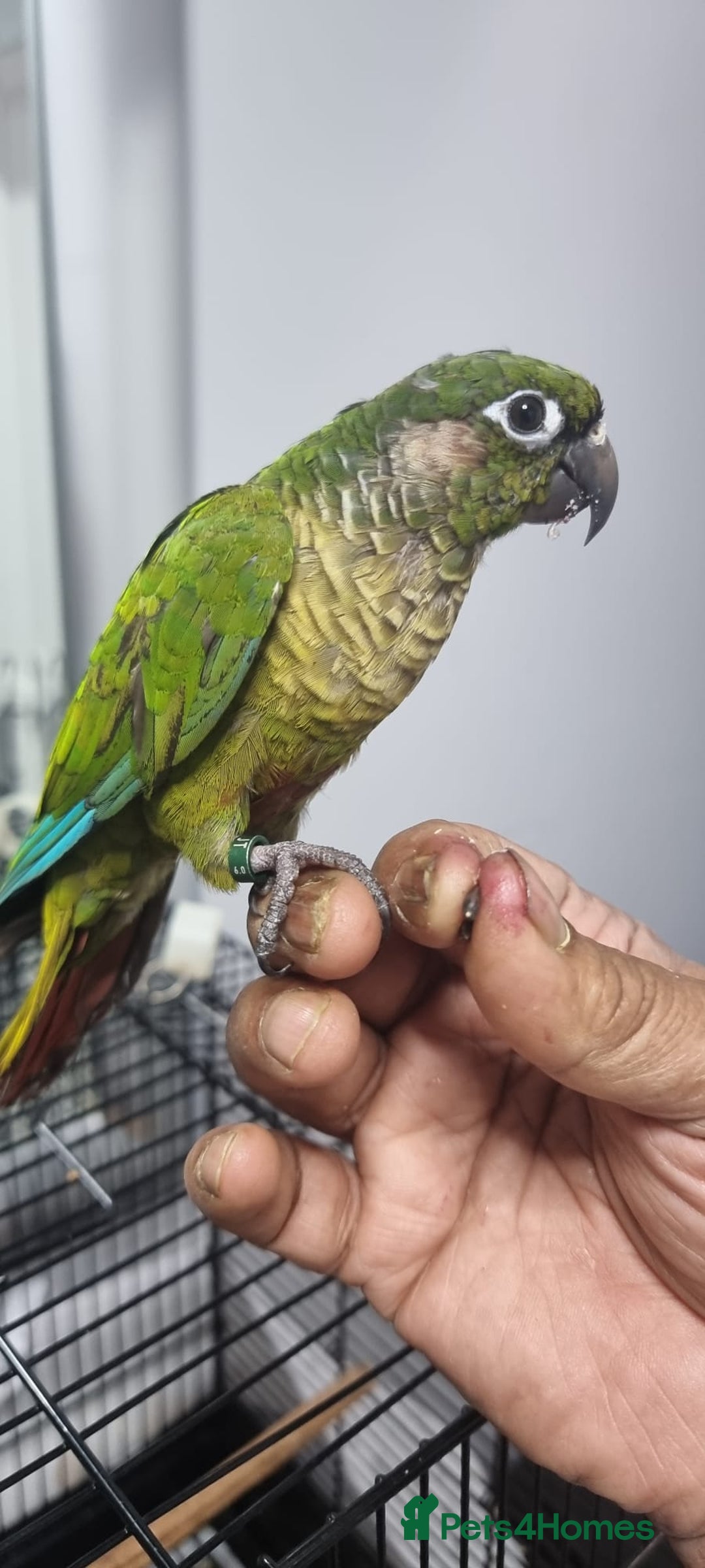 Conures birds for sale: tame green chick conure  - Image 3