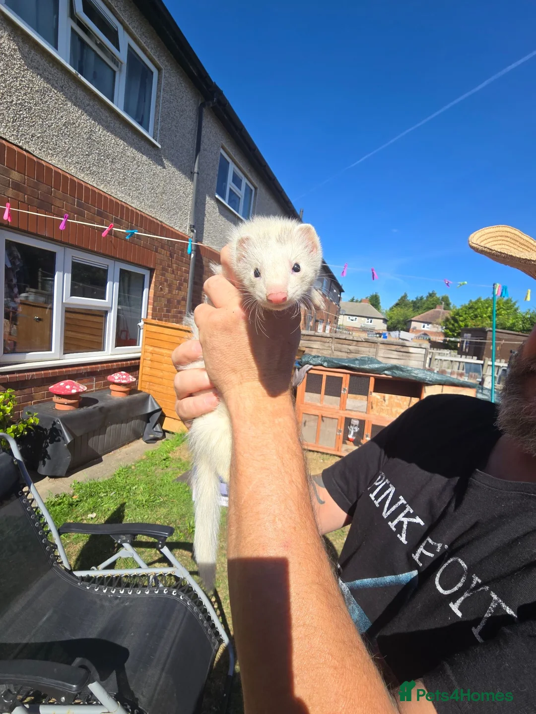 Ferret rodents for sale: Jill and Hob 10 week old - Advert 2