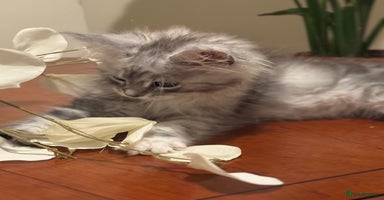 Maine Coon cats - Advert 2