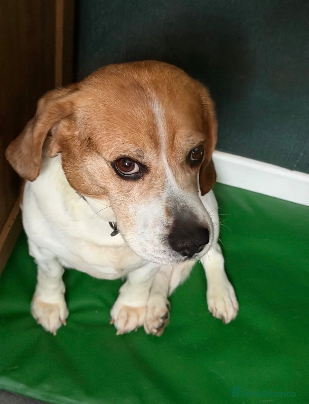 Beagle dogs for sale: Male Beagle - Advert 2