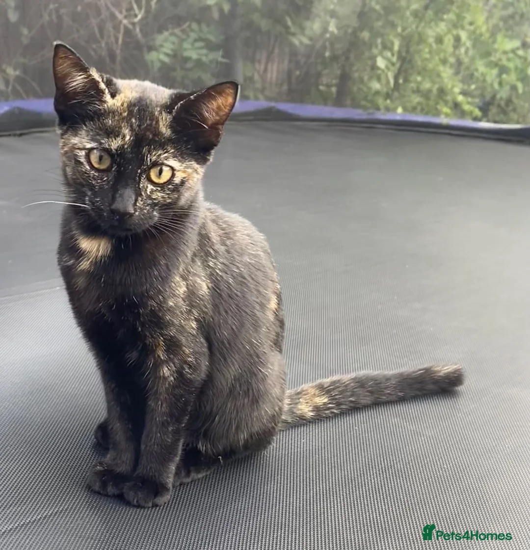 Mixed Breed cats for sale: Kitten  - Advert 5