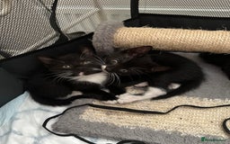 Mixed Breed cats for sale: Mixed Breed kittens - Image 6