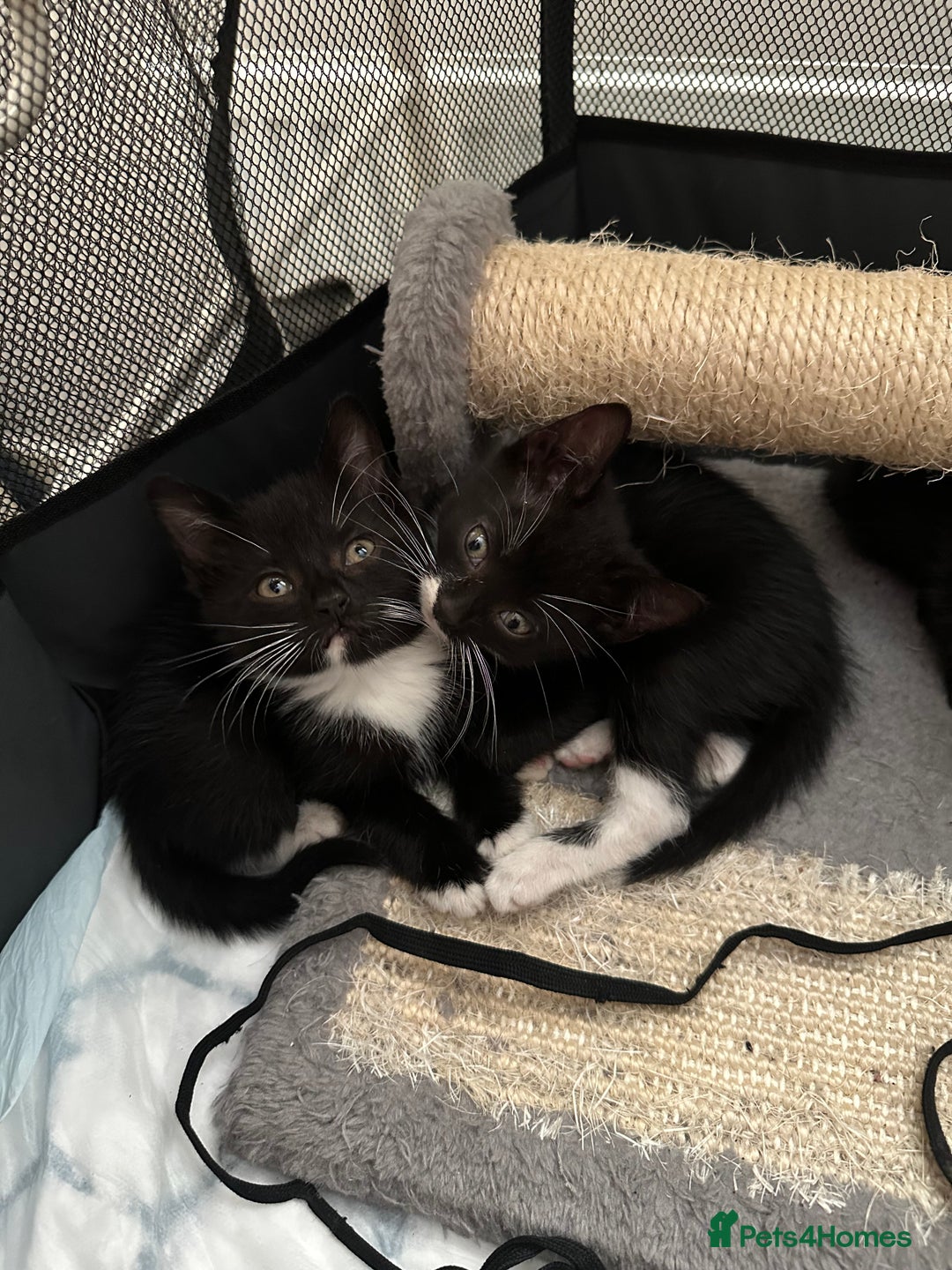 Mixed Breed cats for sale: Mixed Breed kittens - Image 6