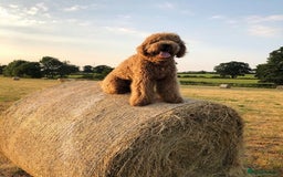 Labradoodle dogs for sale: Waiting List Mini and Medium Doodles - Image 18