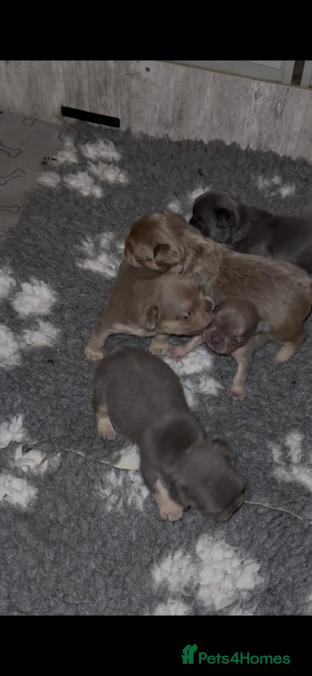 French Bulldog dogs for sale: ⭐️Gorgeous French Bulldog Puppies⭐️ - Advert 3