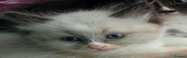 Siberian 2