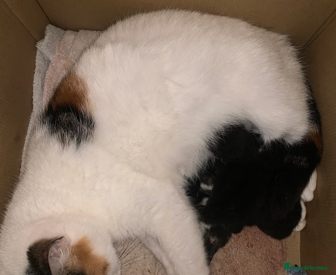 Mixed Breed cats for sale: Tabby - Torti - Blacks - Kittens want loving homes in Liverpool - Advert 2