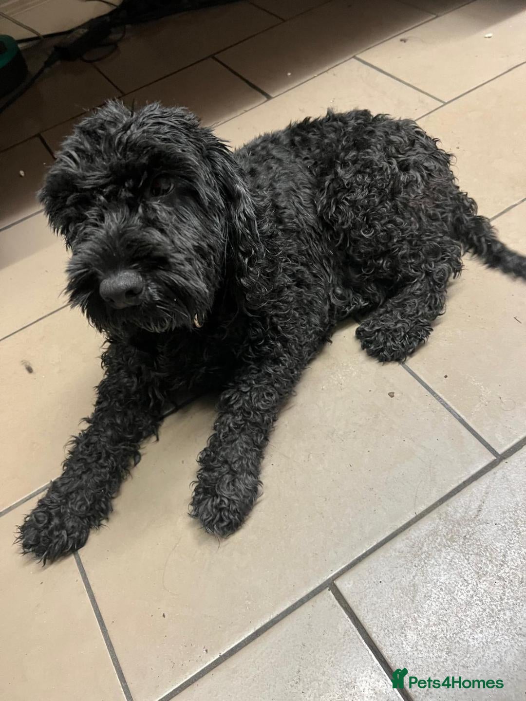 Cockapoo dogs for sale: cockapoo - Advert 5