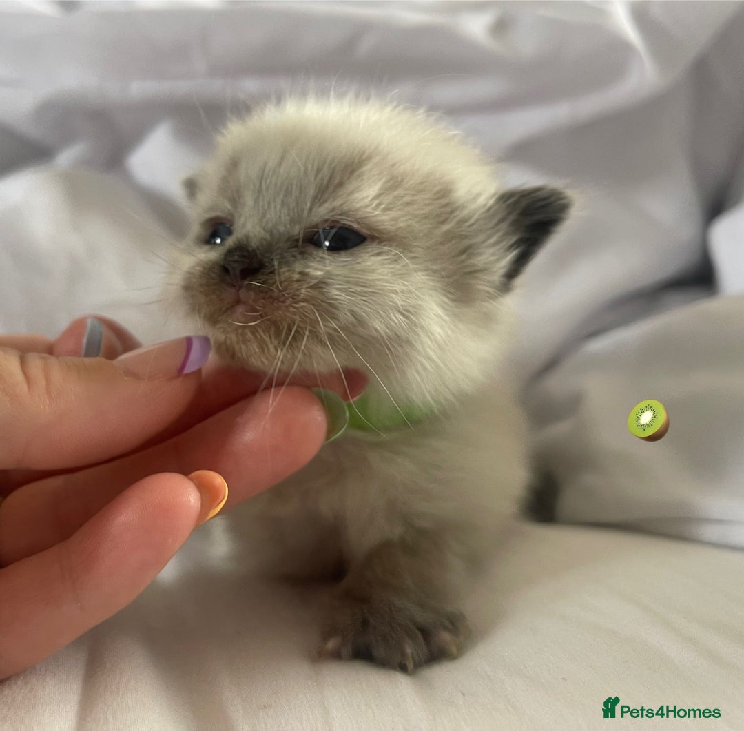 Ragdoll cats for sale: ✨Ragdoll Kittens Available – European Lines ✨ - Image 27